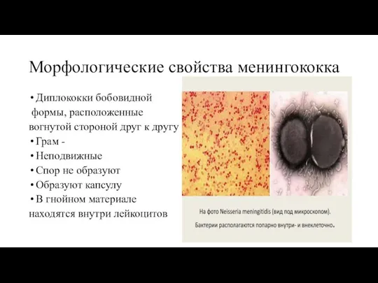 Морфологические свойства менингококка Диплококки бобовидной формы, расположенные вогнутой стороной друг к