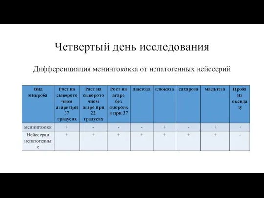 Четвертый день исследования Дифференциация менингококка от непатогенных нейссерий