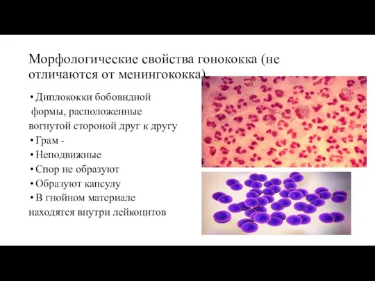 Морфологические свойства гонококка (не отличаются от менингококка) Диплококки бобовидной формы, расположенные