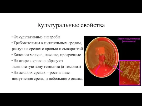 Культуральные свойства Факультативные анаэробы Требовательны к питательным средам, растут на средах