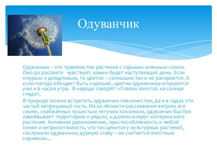 Одуванчик – это травянистое растение с горьким млечным соком. Оно до