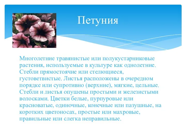 Многолетние травянистые или полукустарниковые растения, используемые в культуре как однолетние. Стебли