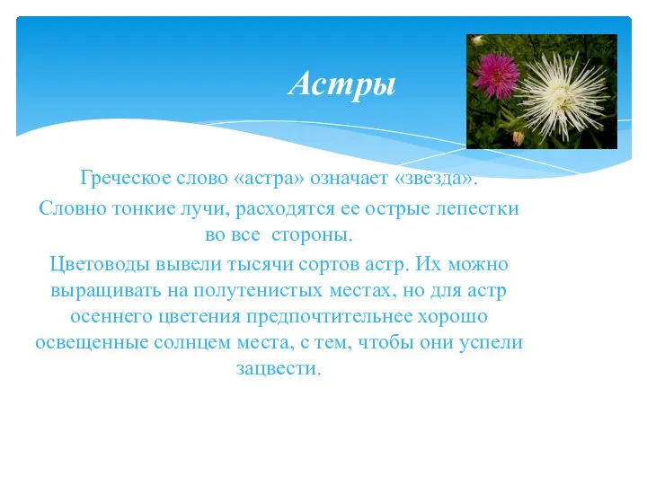 Греческое слово «астра» означает «звезда». Словно тонкие лучи, расходятся ее острые