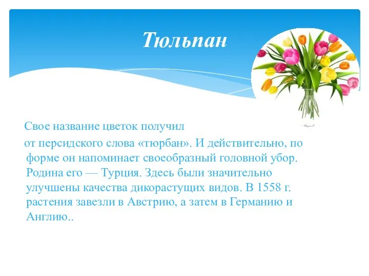 Свое название цветок получил от персидского слова «тюрбан». И действительно, по