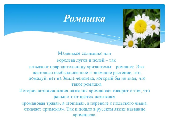 Маленькое солнышко или королева лугов и полей – так называют прародительницу