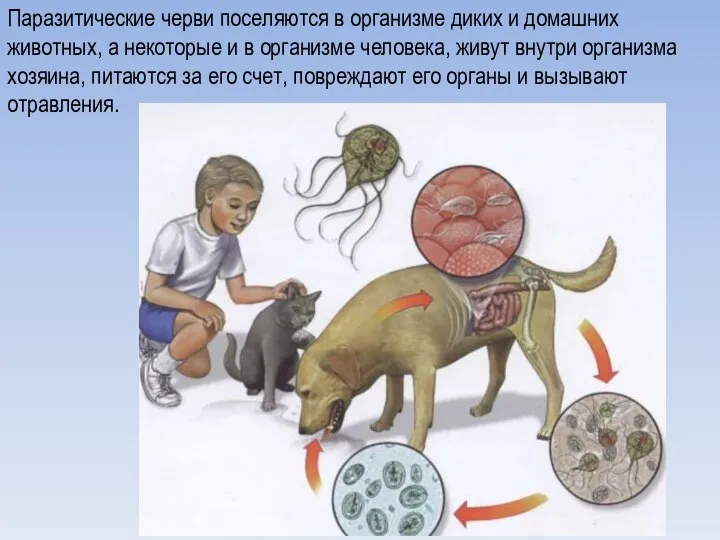 Паразитические черви поселяются в организме диких и домашних животных, а некоторые