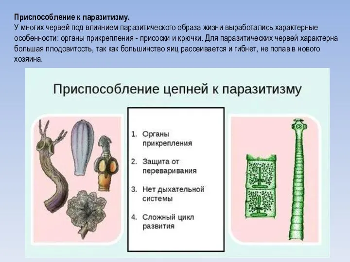 Приспособление к паразитизму. У многих червей под влиянием паразитического образа жизни