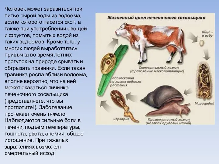 Человек может заразиться при питье сырой воды из водоема, возле которого