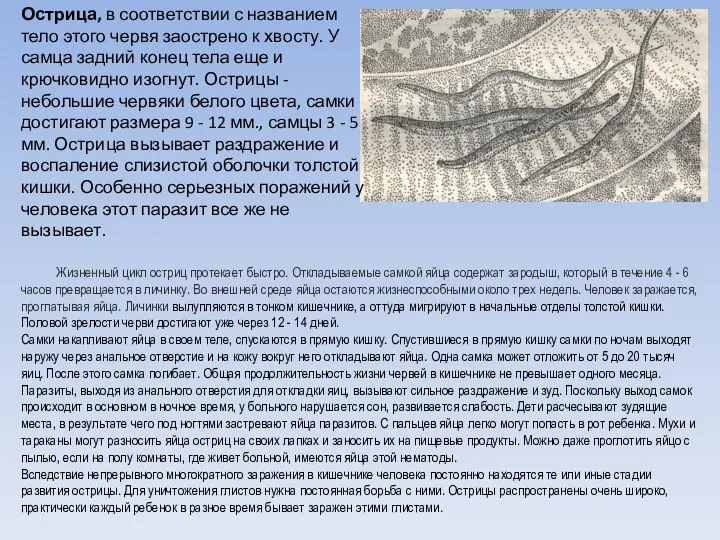 Острица, в соответствии с названием тело этого червя заострено к хвосту.