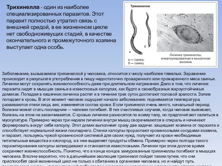 Трихинелла - один из наиболее специализированных паразитов. Этот паразит полностью утратил