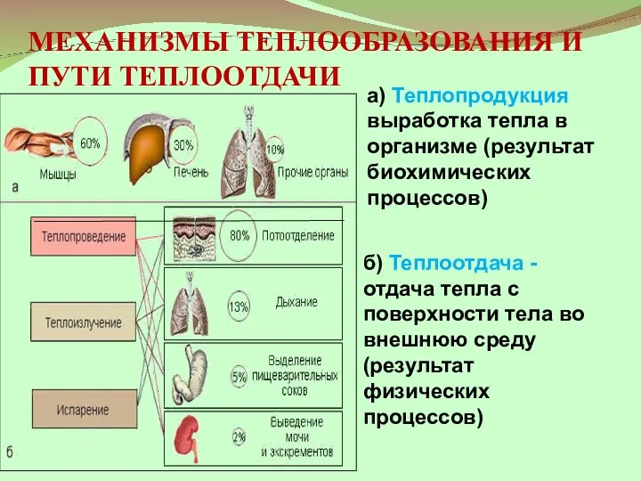 МЕХАНИЗМЫ ТЕПЛООБРАЗОВАНИЯ И ПУТИ ТЕПЛООТДАЧИ а) Теплопродукция выработка тепла в организме