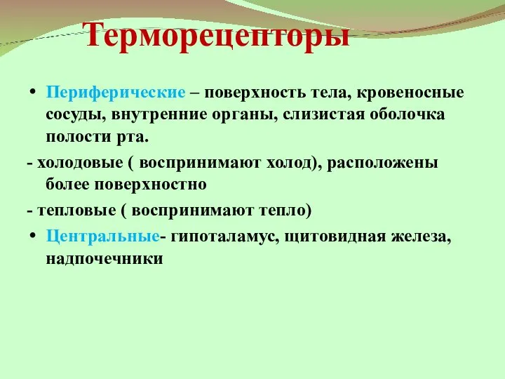 Терморецепторы Периферические – поверхность тела, кровеносные сосуды, внутренние органы, слизистая оболочка