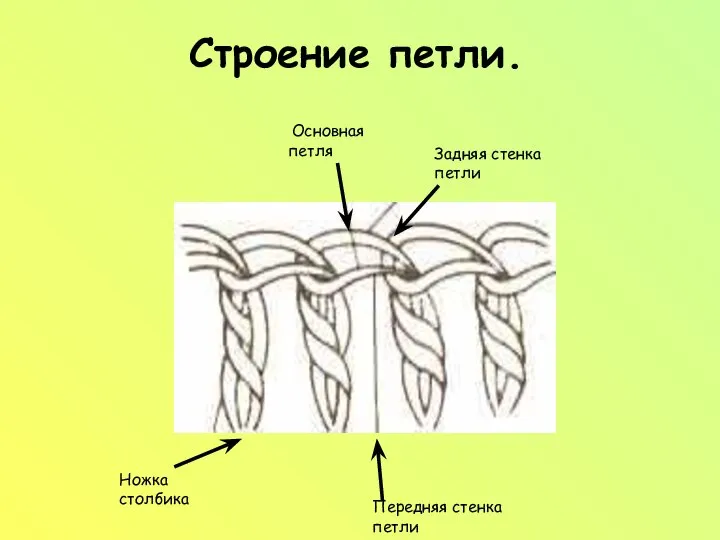 Строение петли. Основная петля Задняя стенка петли Передняя стенка петли Ножка столбика