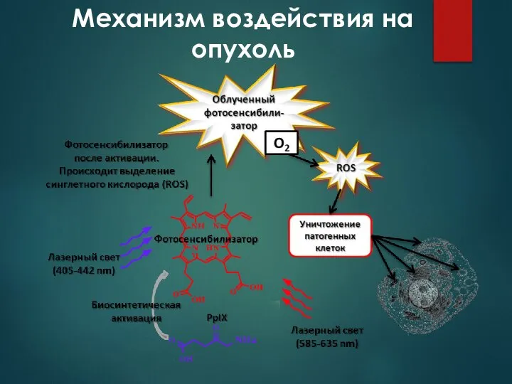 Механизм воздействия на опухоль