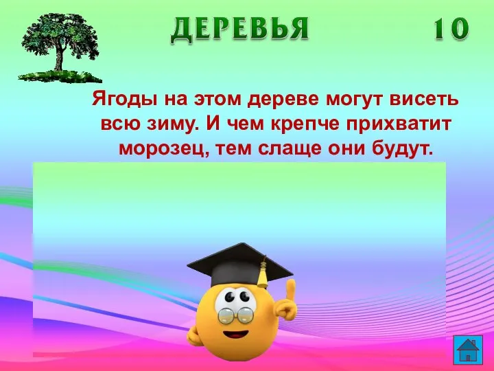 Ягоды на этом дереве могут висеть всю зиму. И чем крепче