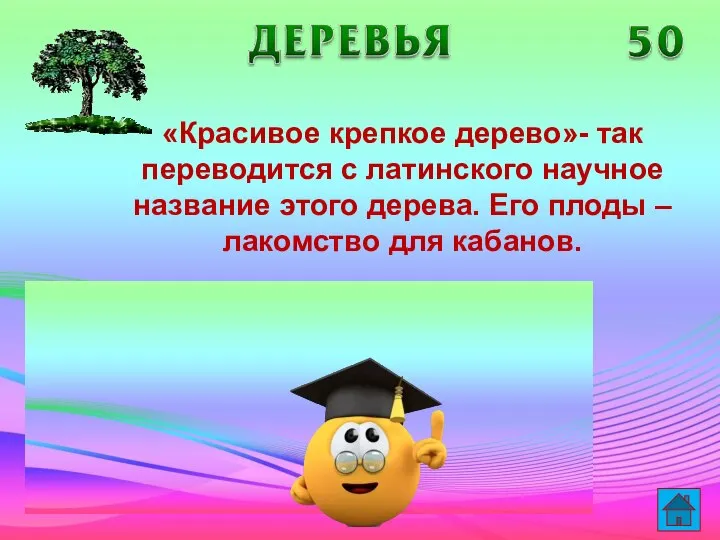 «Красивое крепкое дерево»- так переводится с латинского научное название этого дерева.