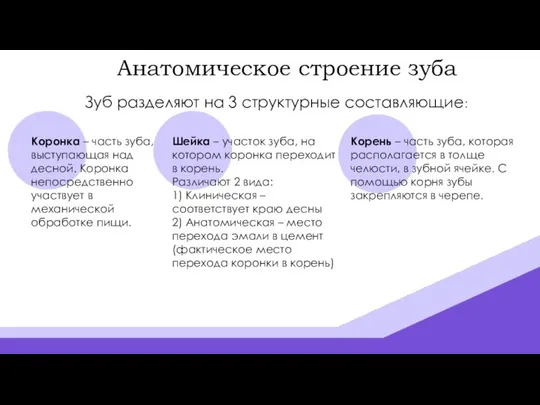 Анатомическое строение зуба Зуб разделяют на 3 структурные составляющие: Коронка –