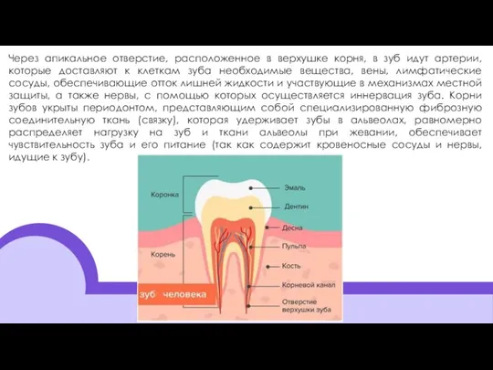 Через апикальное отверстие, расположенное в верхушке корня, в зуб идут артерии,