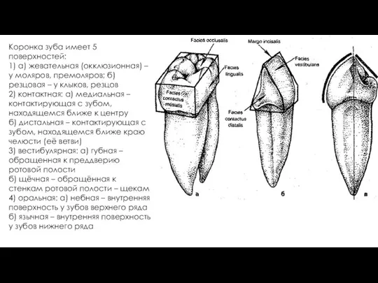 Коронка зуба имеет 5 поверхностей: 1) а) жевательная (окклюзионная) – у