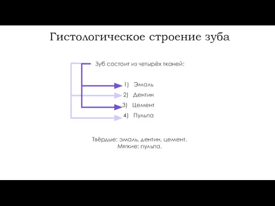 Зуб состоит из четырёх тканей: Эмаль Дентин Цемент Пульпа Твёрдые: эмаль,