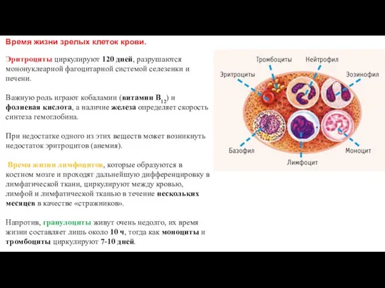 Время жизни зрелых клеток крови. Эритроциты циркулируют 120 дней, разрушаются мононуклеарной