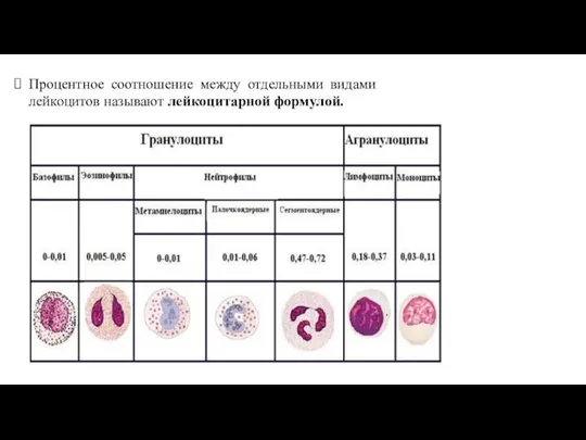 Процентное соотношение между отдельными видами лейкоцитов называют лейкоцитарной формулой.