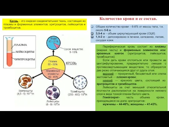 Количество крови и ее состав. Общее количество крови – 6-8% от