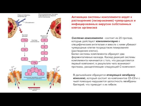 Активация системы комплемента ведет к растворению (лизированию) чужеродных и инфицированных вирусом