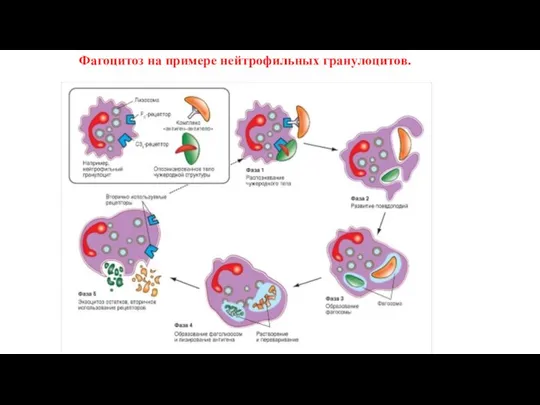 Фагоцитоз на примере нейтрофильных гранулоцитов.