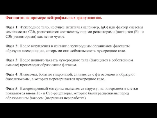 Фагоцитоз на примере нейтрофильных гранулоцитов. Фаза 1: Чужеродное тело, несущее антитела