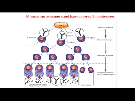 Клональная селекция и дифференцировка В-лимфоцитов.