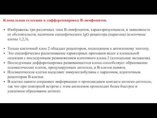 Клональная селекция и дифференцировка В-лимфоцитов. Изображены три различных типа В-лимфоцитов, характеризующиеся,