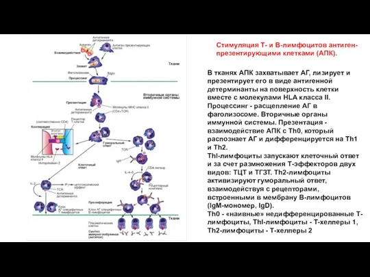Стимуляция Т- и В-лимфоцитов антиген-презентирующими клетками (АПК). В тканях АПК захватывает