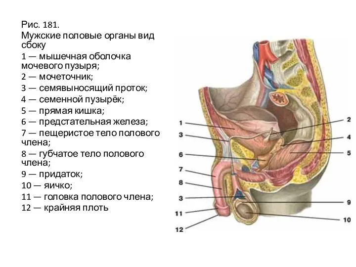 Рис. 181. Мужские половые органы вид сбоку 1 — мышечная оболочка