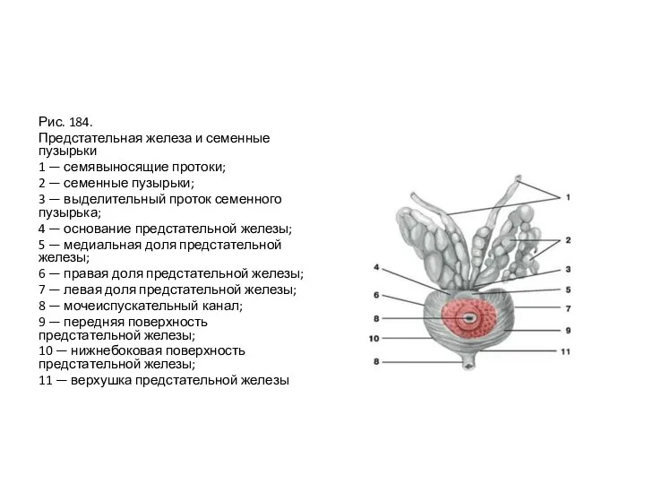 Рис. 184. Предстательная железа и семенные пузырьки 1 — семявыносящие протоки;