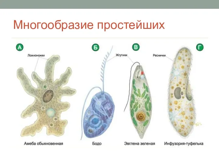 Многообразие простейших