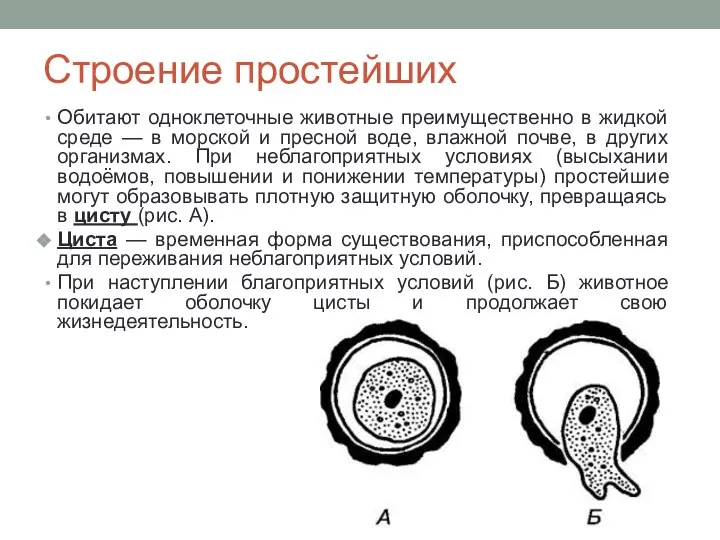 Строение простейших Обитают одноклеточные животные преимущественно в жидкой среде — в