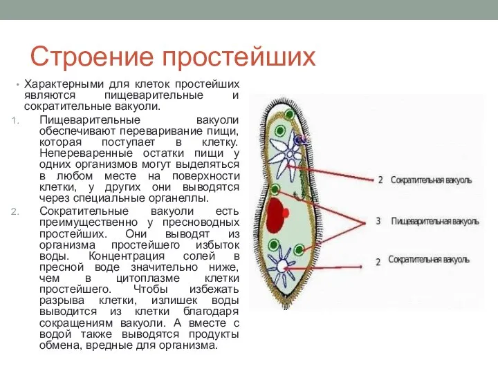 Строение простейших Характерными для клеток простейших являются пищеварительные и сократительные вакуоли.