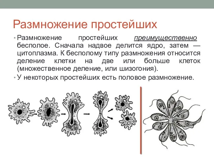 Размножение простейших Размножение простейших преимущественно бесполое. Сначала надвое делится ядро, затем