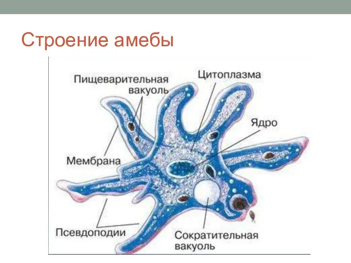 Строение амебы