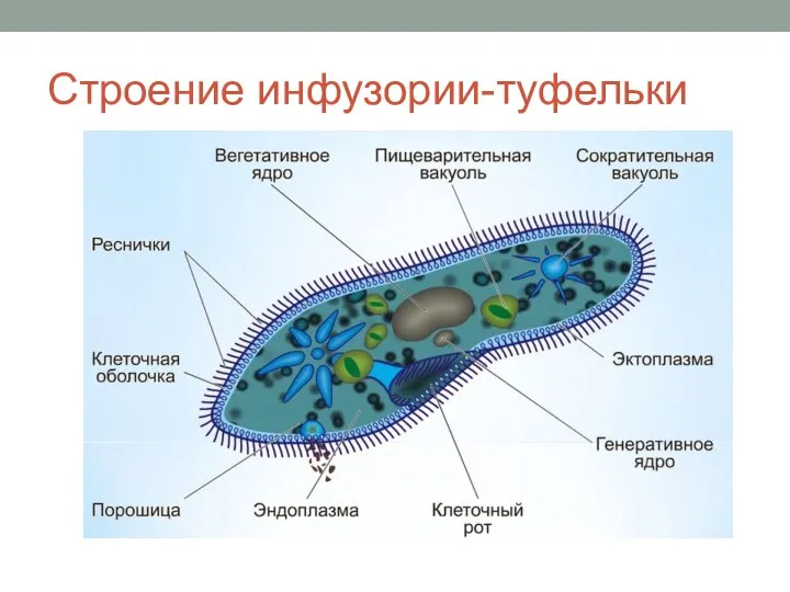 Строение инфузории-туфельки