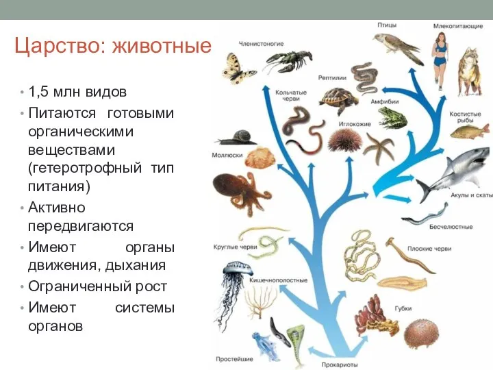 Царство: животные 1,5 млн видов Питаются готовыми органическими веществами (гетеротрофный тип