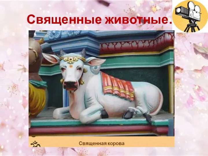 Священные животные…