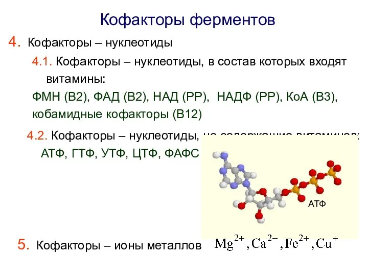 Кофакторы ферментов Кофакторы – нуклеотиды 4.1. Кофакторы – нуклеотиды, в состав