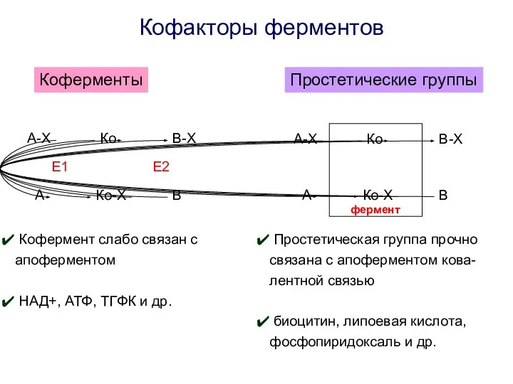 Кофакторы ферментов Коферменты Простетические группы Кофермент слабо связан с апоферментом НАД+,