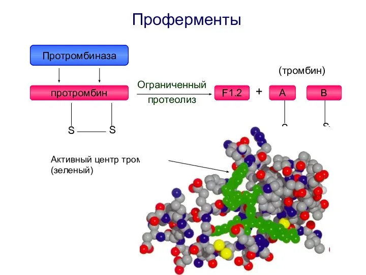 Проферменты Активный центр тромбина (зеленый)