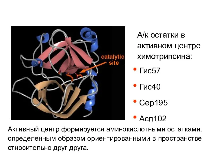 А/к остатки в активном центре химотрипсина: Гис57 Гис40 Сер195 Асп102 Активный