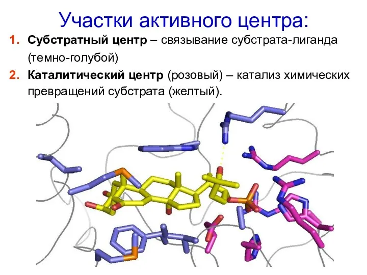 Участки активного центра: Субстратный центр – связывание субстрата-лиганда (темно-голубой) Каталитический центр