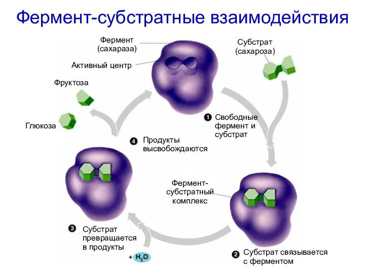 Фермент-субстратные взаимодействия Фермент (сахараза) Активный центр Субстрат (сахароза) Фруктоза Глюкоза Фермент-субстратный