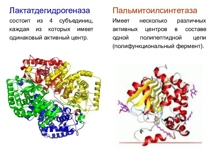 Лактатдегидрогеназа состоит из 4 субъединиц, каждая из которых имеет одинаковый активный